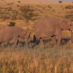 Walking Safari Kenya Conservancies