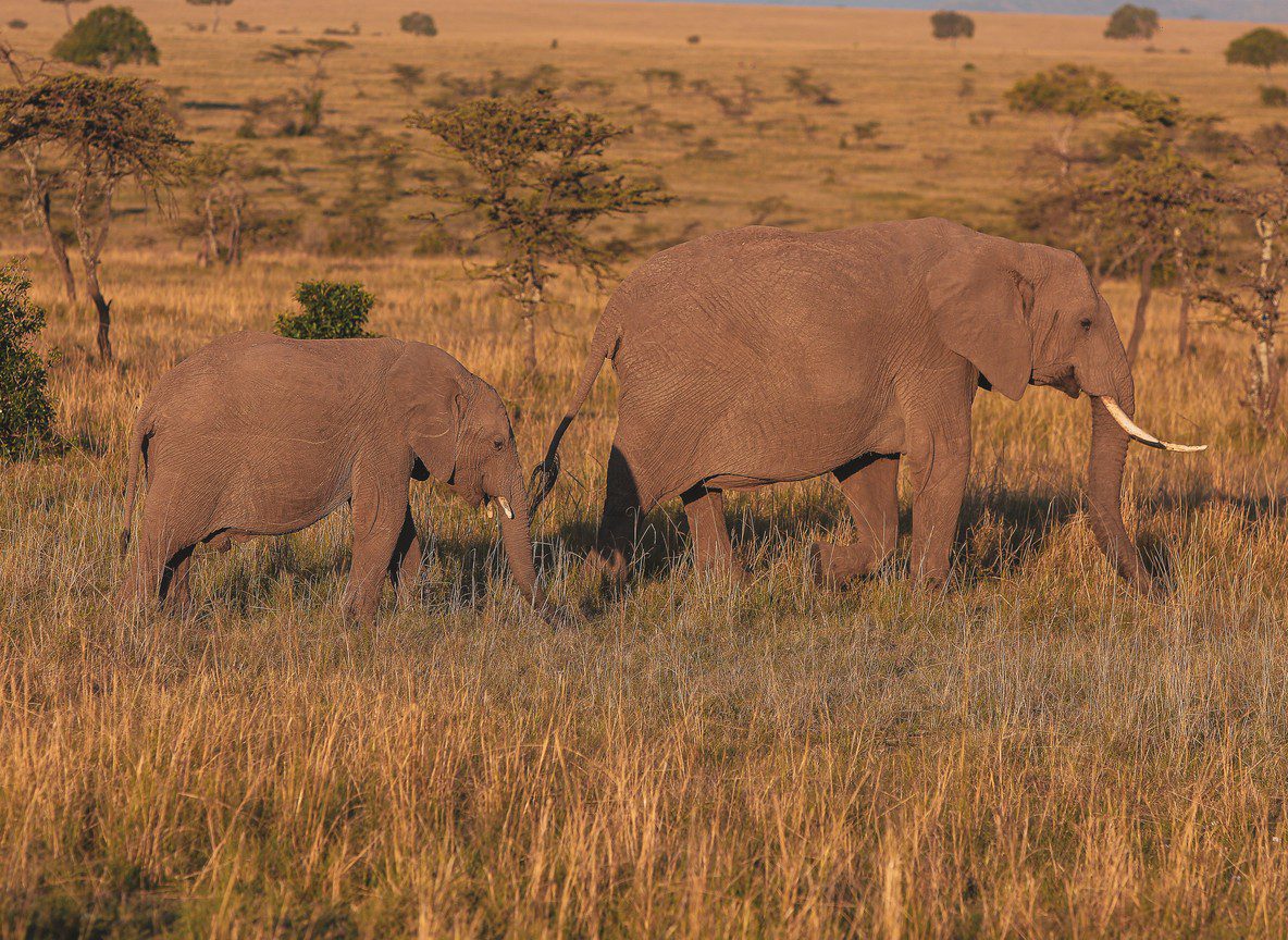Walking Safari Kenya Conservancies