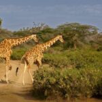 Walking Safari Vs Vehicle Safari Kenya Guide