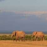 What To Wear In Lewa
