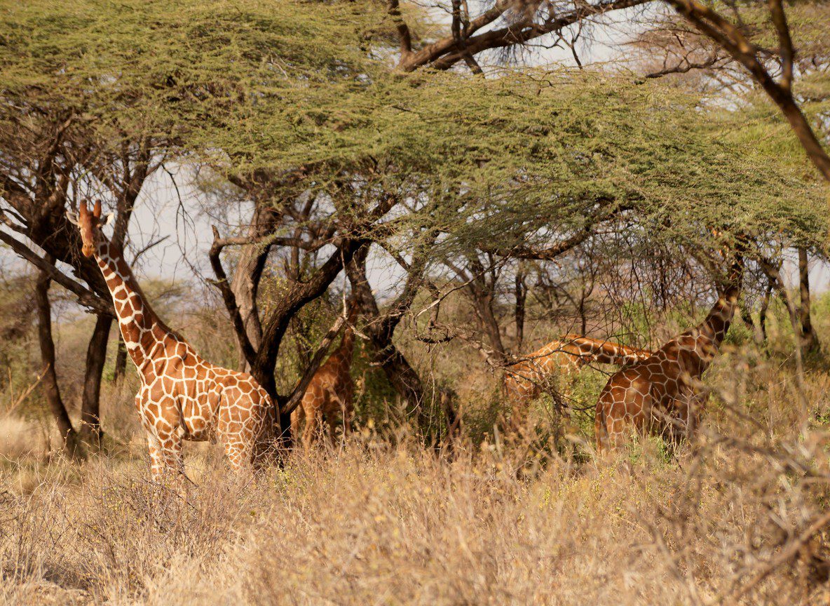 What To Wear In Mara North