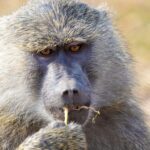 What To Wear In Nairobi National Park