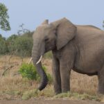 What To Wear In Ol Pejeta