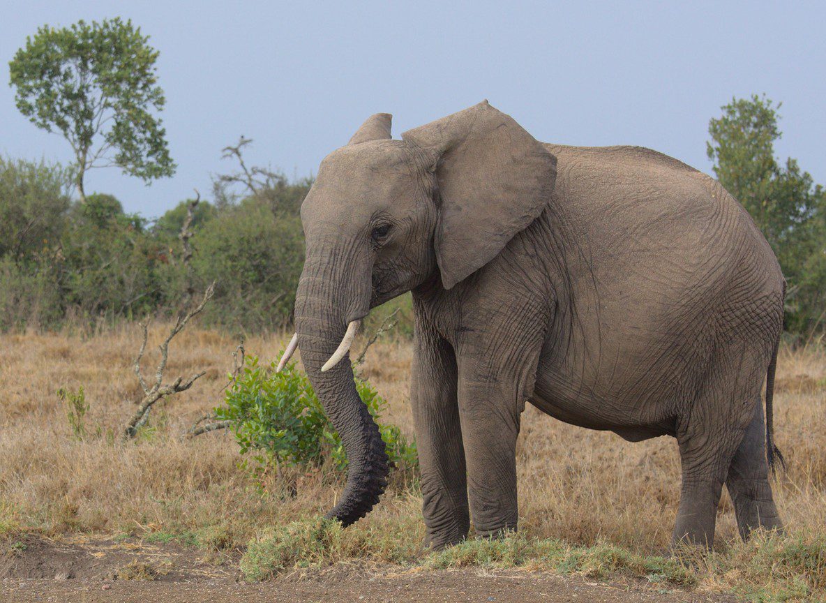What To Wear In Ol Pejeta