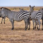 What To Wear In Samburu
