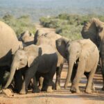 What To Wear In Tsavo East