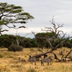 What To Wear On Safari Kenya