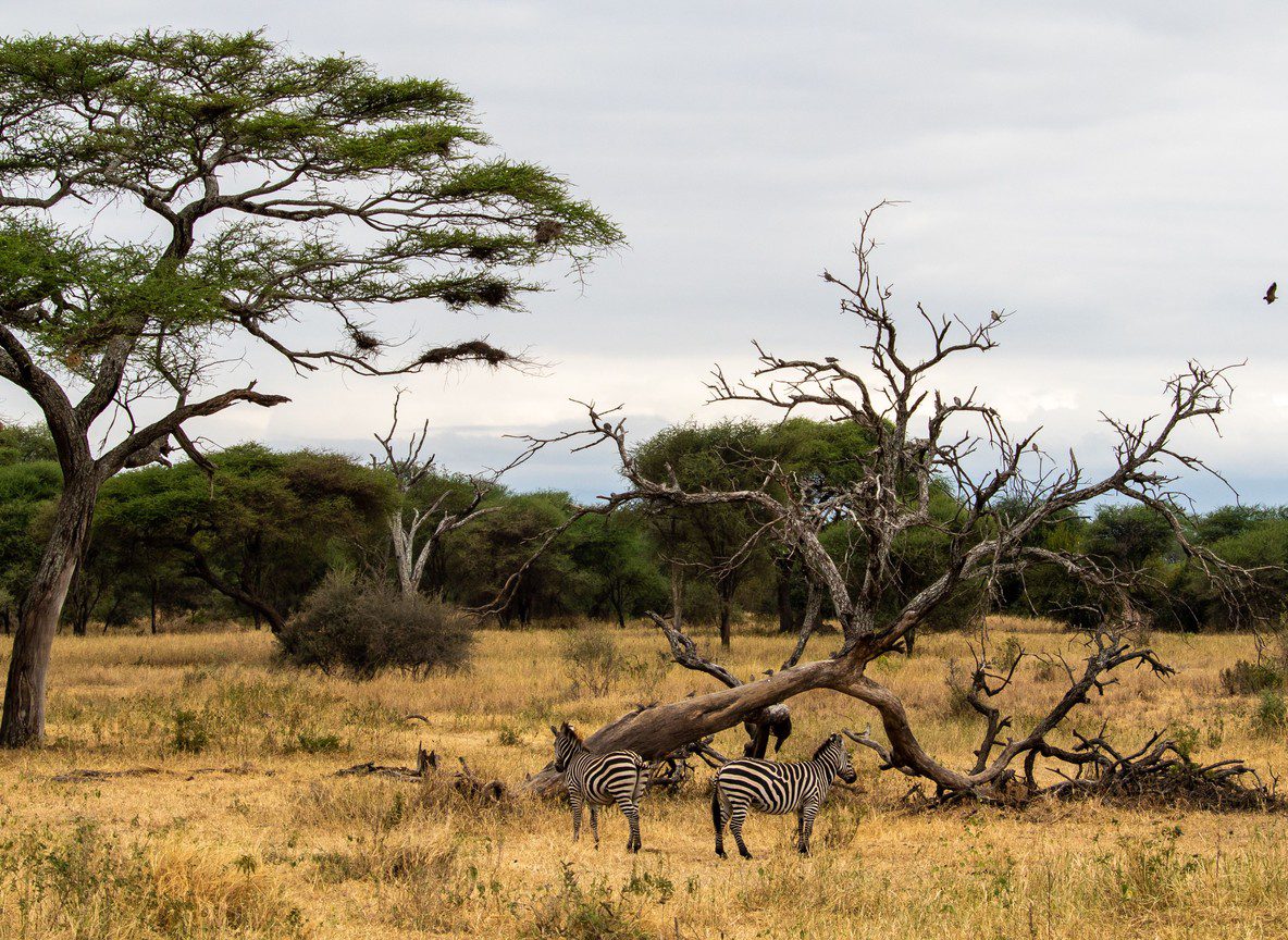 What To Wear On Safari Kenya