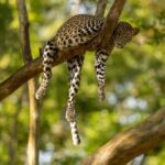 Where To See Leopards Kenya