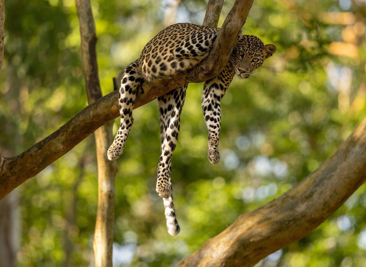 Where To See Leopards Kenya