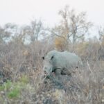 Where To Stay At Ol Pejeta