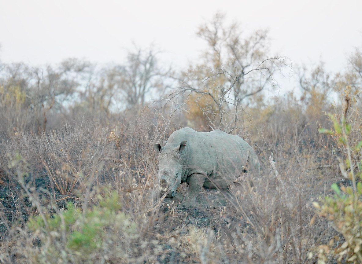 Where To Stay At Ol Pejeta