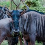Wildebeest Migration Facts Guide