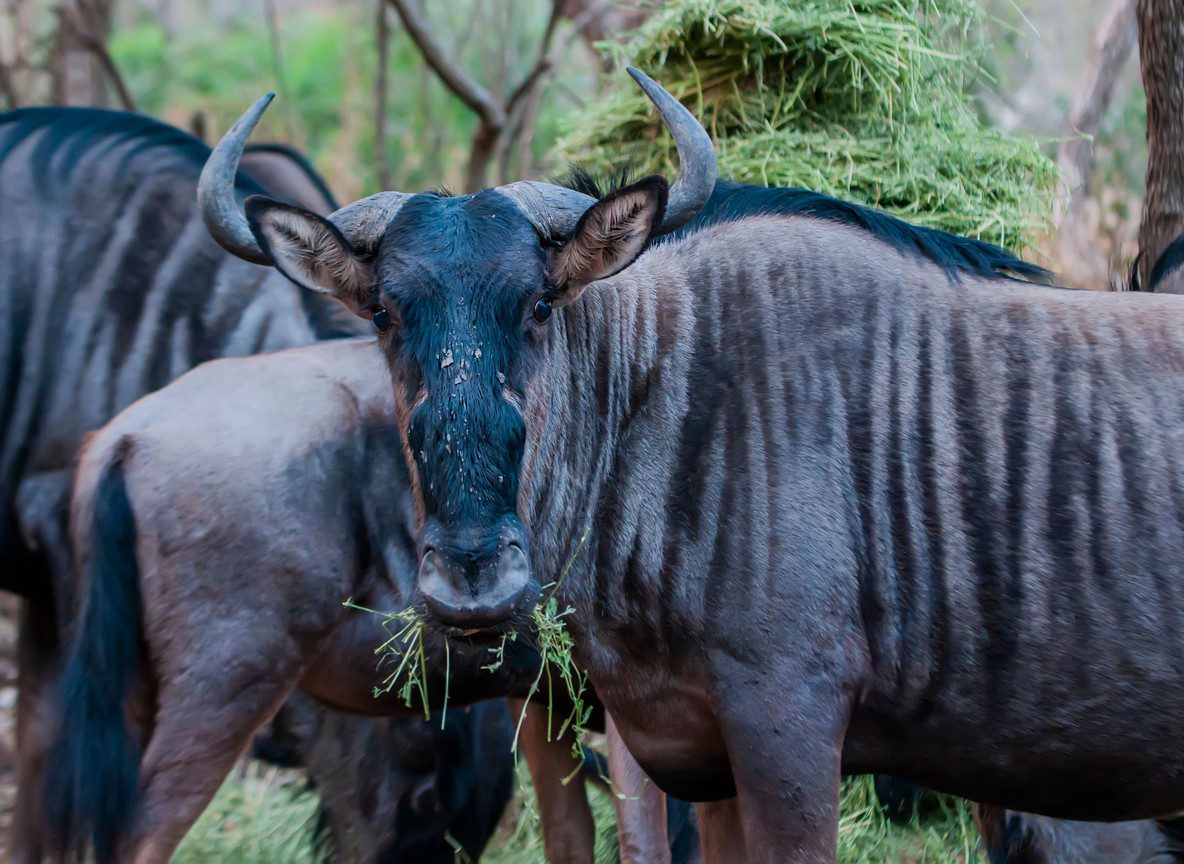 Wildebeest Migration Facts Guide
