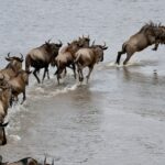 Wildebeest Migration Route