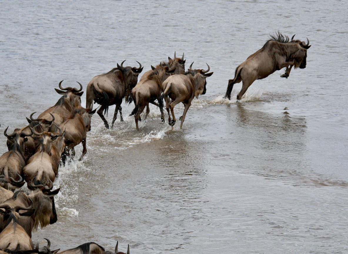 Wildebeest Migration Route