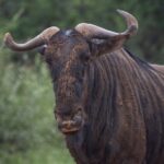 Wildebeest Migration Tracker 2026