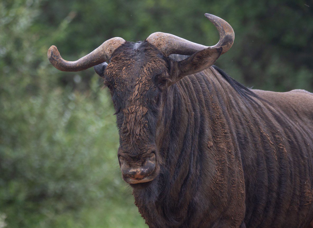 Wildebeest Migration Tracker 2026