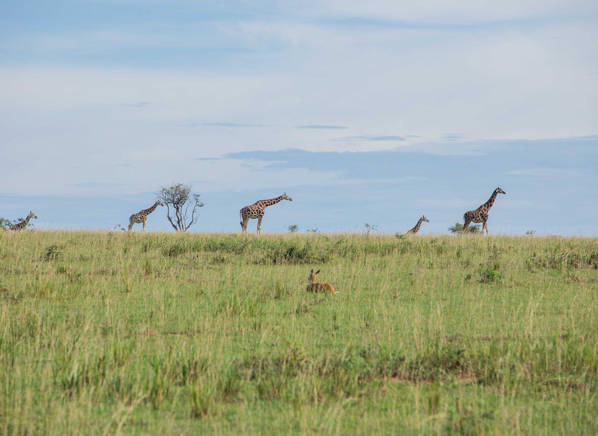 Wildlife Tours Kenya