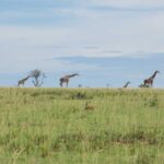 Wildlife Tours Kenya