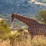 World Giraffe Day Kenya 2026
