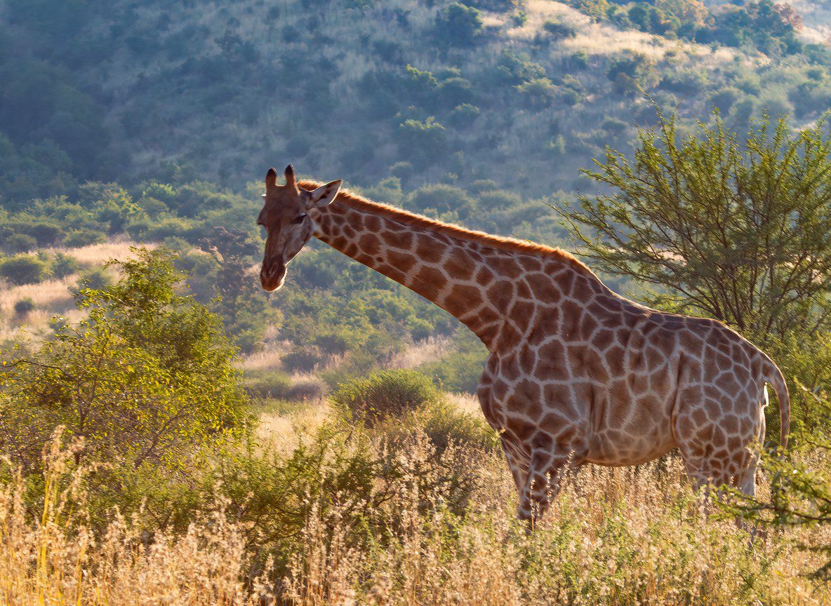 World Giraffe Day Kenya 2026