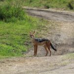 a black-backed jackal standing on a dirt safari track beside green grassland in Kenya