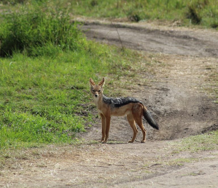 a black-backed jackal standing on a dirt safari track beside green grassland in Kenya