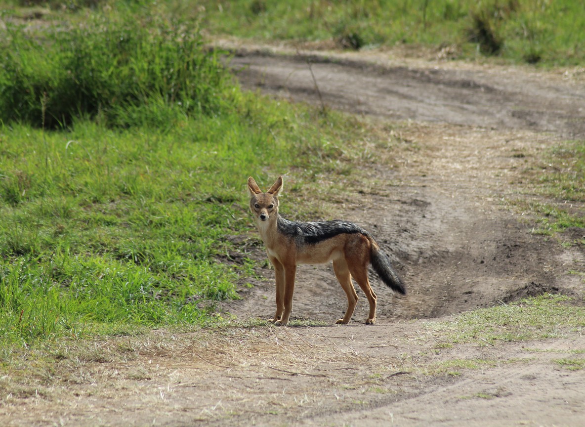 a black-backed jackal standing on a dirt safari track beside green grassland in Kenya