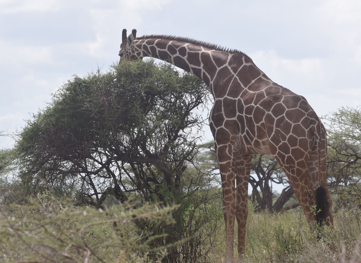 a reticulated giraffe browsing an acacia tree in savanna grassland, Kenya