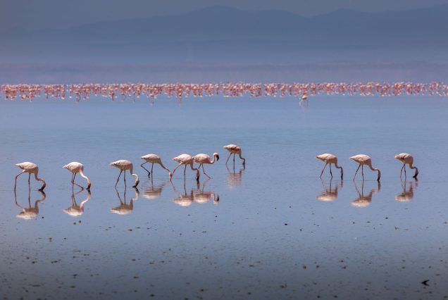 2-Day Lake Bogoria & Nakuru Flamingo Safari