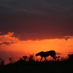 The Masai Mara National Reserve is Kenya's most celebrated safari destination and the undisputed highlight of most Kenya tour itineraries. Renowned worldwide for the Great Wildebeest Migration and exceptional Big Five sightings, the Mara delivers some of the finest wildlife viewing on the planet.