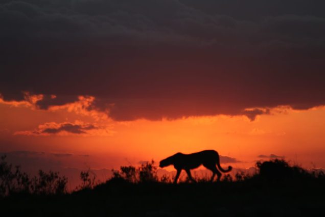 The Masai Mara National Reserve is Kenya's most celebrated safari destination and the undisputed highlight of most Kenya tour itineraries. Renowned worldwide for the Great Wildebeest Migration and exceptional Big Five sightings, the Mara delivers some of the finest wildlife viewing on the planet.
