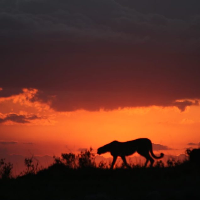 Masai Mara National Reserve