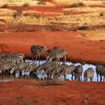 Tsavo West National Park Tsavo West National Park is celebrated for its dramatic and varied scenery, from the crystal-clear Mzima Springs to the volcanic Chyulu Hills and Shetani Lava Flow, offering a more diverse landscape than its eastern counterpart and excellent wildlife viewing throughout. Mzima Springs is a highlight of any visit, with an underwater viewing chamber that allows visitors to watch hippos and crocodiles beneath the surface of the spring-fed pools — a rare and memorable wildlife experience found nowhere else in Kenya. The park also offers superb game viewing, including healthy populations of lion, leopard, elephant, and the rare black rhino within the protected Ngulia Rhino Sanctuary. The rugged Chyulu Hills, formed by relatively recent volcanic activity, add a striking backdrop to game drives across the park. Tsavo West's proximity to Amboseli and the Kenyan coast makes it a flexible addition to multi-destination itineraries, whether combined with a Kilimanjaro-view safari in Amboseli or extended toward Diani Beach for a complete Kenya holiday. Ready to experience Tsavo West National Park for yourself? book your safari with Valley Safaris today.