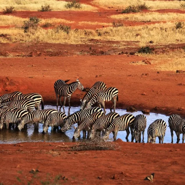 Tsavo West National Park