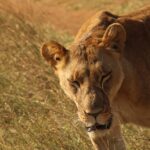 3 Day Safari From Diani Beach To Tsavo East And West