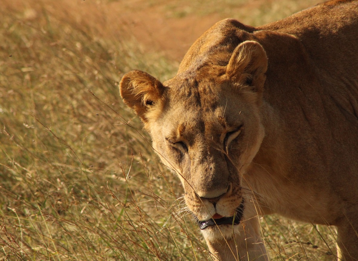 3 Day Safari From Diani Beach To Tsavo East And West
