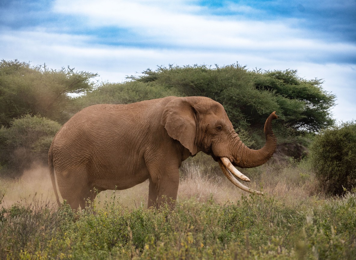 3 Day Safari From Diani Beach To Tsavo East And West