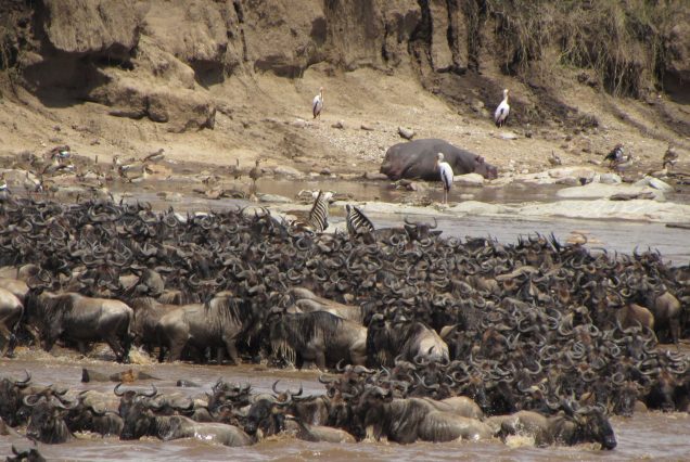 4-Day Masai Mara Migration Safari