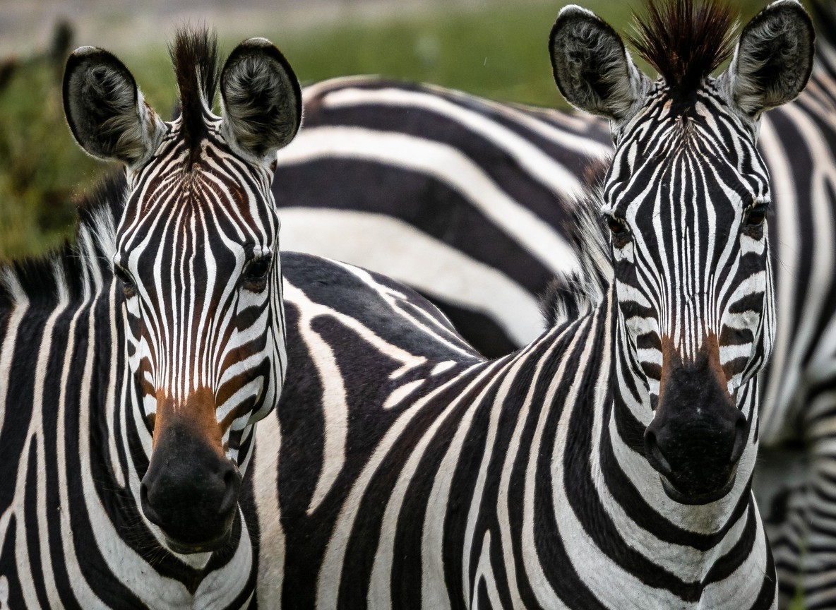 5 Day Safari From Diani Beach Covering Tsavo West Amboseli And Tsavo East