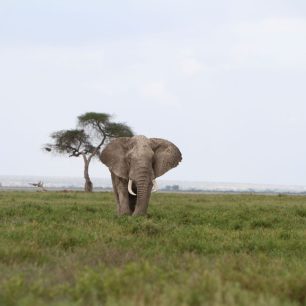 Amboseli National Park