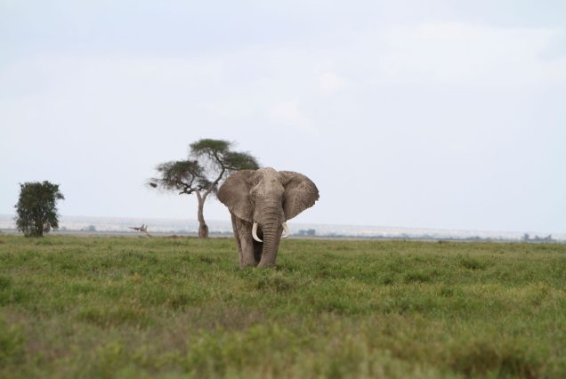 Amboseli National Park Amboseli National Park is one of Kenya's most photographed safari destinations, famous for its large herds of free-ranging elephants set against the breathtaking backdrop of Mount Kilimanjaro, Africa's tallest peak. Located in southern Kenya near the Tanzanian border, Amboseli is a top choice for travelers seeking classic safari imagery and unforgettable wildlife encounters.