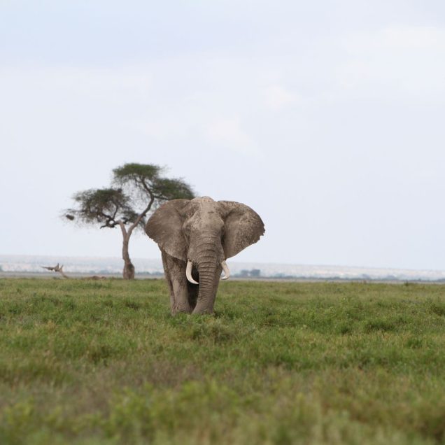 Amboseli National Park