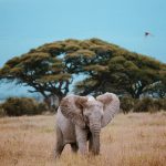 an African elephant standing in golden savanna grass in front of a large acacia tree, Amboseli National Park