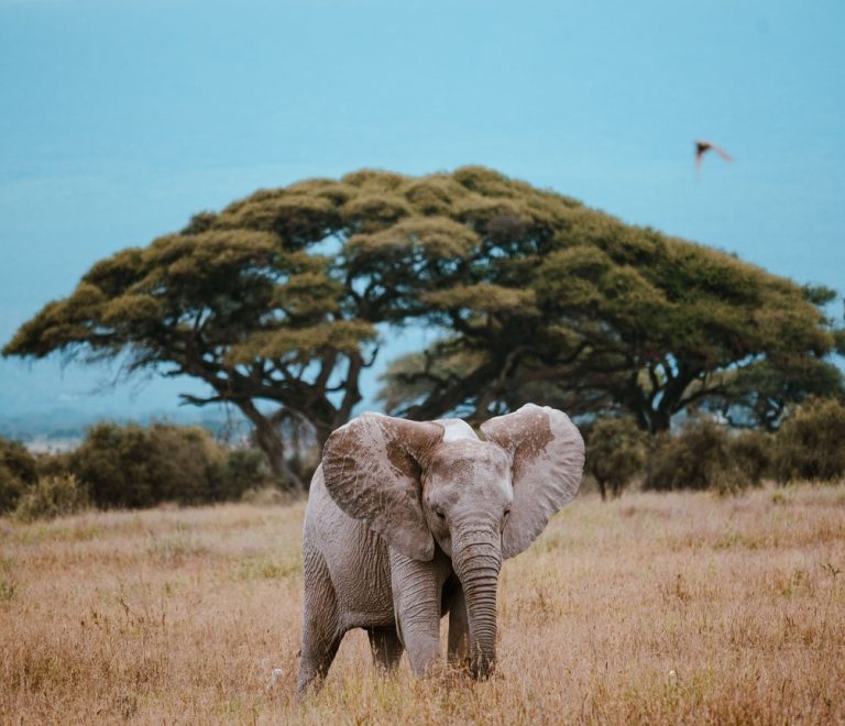 an African elephant standing in golden savanna grass in front of a large acacia tree, Amboseli National Park