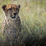 A cheetah scanning the open savanna grassland from cover, in the Maasai Mara, Kenya