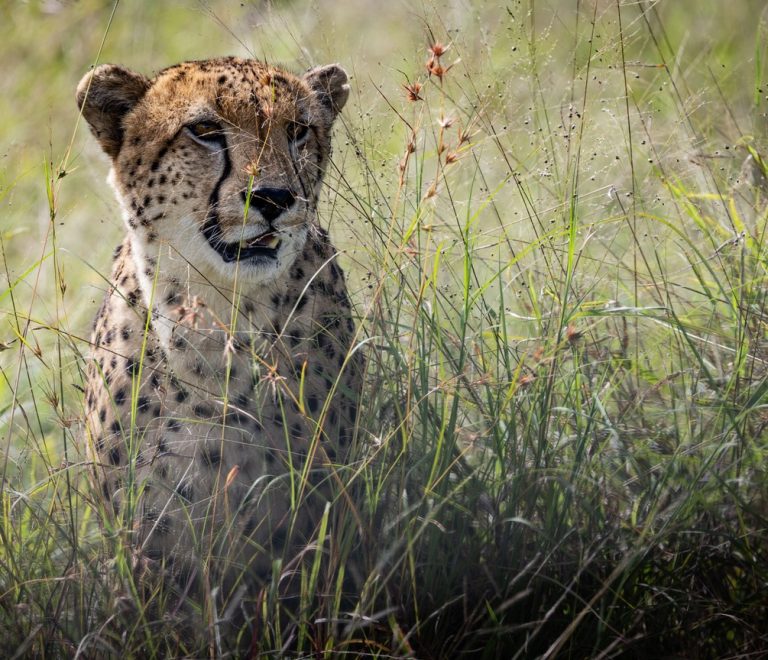 A cheetah scanning the open savanna grassland from cover, in the Maasai Mara, Kenya