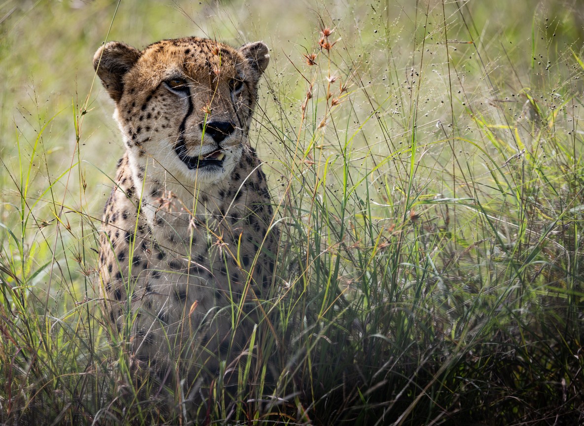 A cheetah scanning the open savanna grassland from cover, in the Maasai Mara, Kenya