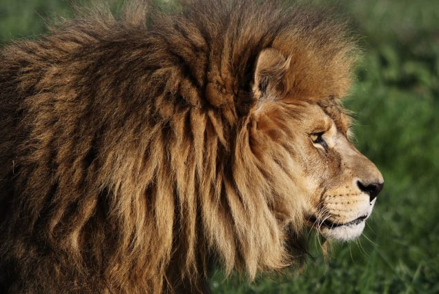 9-Day Kenya Big Five & Beach Safari